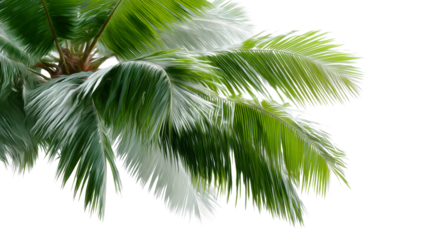 Vibrant green palm tree fronds captured in a fresh tropical composition, ideal for summer vacation promotions, refreshing naturethemed resort advertisements, or sunny travel posters