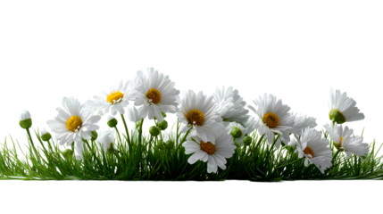 Fresh white daisies and vibrant green grass create a lively natural border, perfect for seasonal greetings, event invitations, or refreshing marketing materials