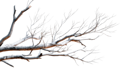 Abstract composition of a stark, leafless tree branch with cracked bark and delicate twigs, perfect for naturethemed projects, winter season promotions, or minimalist graphic designs.