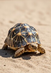 Obraz premium Tortoise crawling on sandy beach with intricate shell patterns