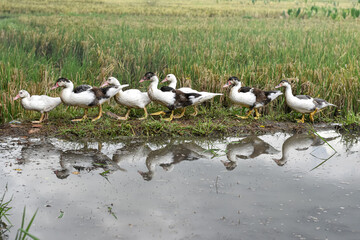 Muscovy duck (Cairina moschata) in the rice fields, Muscovy duck looking for food, Cairina moschata sylvestris