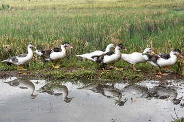 Muscovy duck (Cairina moschata) in the rice fields, Muscovy duck looking for food, Cairina moschata sylvestris