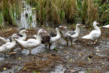 Muscovy duck (Cairina moschata) in the rice fields, Muscovy duck looking for food, Cairina moschata sylvestris