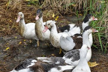 Muscovy duck (Cairina moschata) in the rice fields, Muscovy duck looking for food, Cairina moschata sylvestris