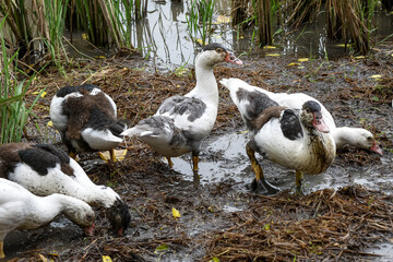 Muscovy duck (Cairina moschata) in the rice fields, Muscovy duck looking for food, Cairina moschata sylvestris