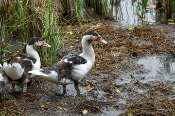 Muscovy duck (Cairina moschata) in the rice fields, Muscovy duck looking for food, Cairina moschata sylvestris
