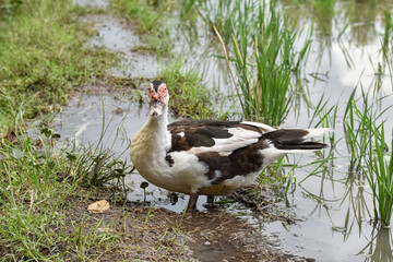 Muscovy duck (Cairina moschata) in the rice fields, Muscovy duck looking for food, Cairina moschata sylvestris