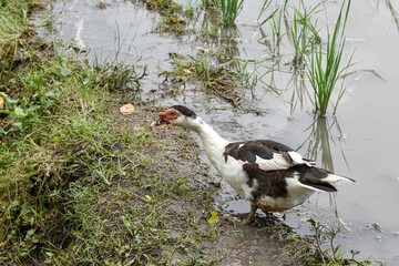 Muscovy duck (Cairina moschata) in the rice fields, Muscovy duck looking for food, Cairina moschata sylvestris