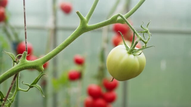 Garden worker picking cherry tomatoes, eco farmer Greenhouse cultivation, manual harvesting, vegetable gathering, self sufficiency nutrients, seasonal gardening farming