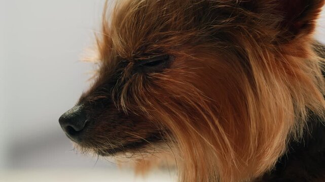 Yorkshire terrier at grooming salon, woman grrom small cute dog, happy animal life.