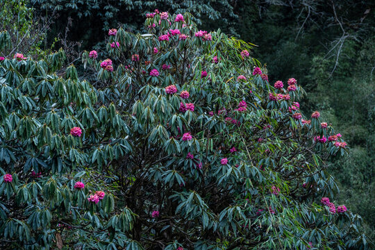 Pink Rhododendron flowers blooming in Annapurna region of Nepal. Rhododendron arboreum is called Lali gurans in Nepali, and is Nepal's much-loved national flower.