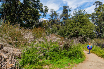 Arrayanes Trail, Lake Moreno West, Bariloch, Rio Negro Province, Argentine Patagonia.