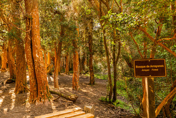 Arrayanes Trail, Lake Moreno West, Bariloch, Rio Negro Province, Argentine Patagonia.