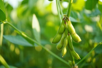A close-up shot of ripe soybean pods hanging from a plant stem in a sun-drenched agricultural field, showcasing the bounty of nature's harvest