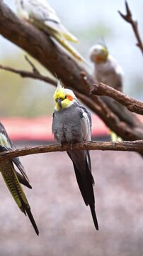 Close-up of a cockatiel perched on a branch inside an aviary