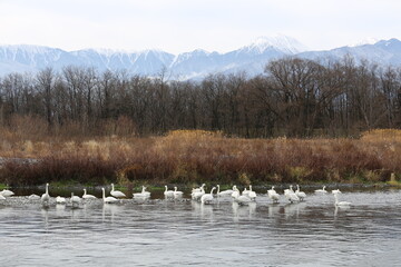 Siberian swans that flew to the Azusagawa River