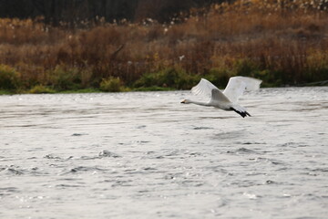 Siberian swans that flew to the Azusagawa River
