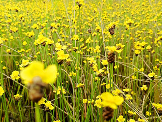 Blooming Yellow Xyris Indica Field