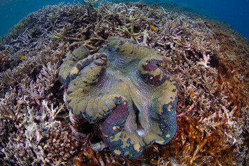 A giant clam, Tridacna gigas, grows on a shallow coral reef in Raja Ampat, Indonesia. This is the world's largest living bivalve and is an endangered species. 