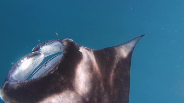 Manta Ray Gliding Through Clear Blue Ocean Water