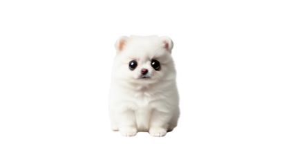 Cute white fluffy puppy sitting isolated