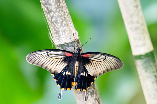 Great mormon is resting on the stem. Papilio memnon
