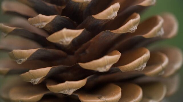 A close-up view of a pine cone showcasing its intricate texture and natural beauty in a serene outdoor setting