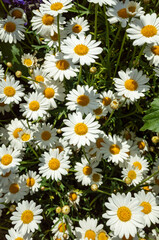 綺麗なデイジーの花