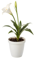 A fresh flower grows with green leaves in a decorative houseplant pot