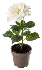 A fresh flower grows with green leaves in a decorative houseplant pot