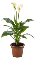 Potted flower with vibrant petals and green leaves isolated on a white background