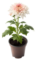 Potted flower with vibrant petals and green leaves isolated on a white background