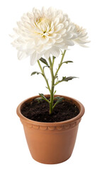 Potted flower with vibrant petals and green leaves isolated on a white background