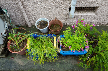 外に置かれた鉢植えの植物