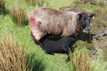 Brown sheep nursing a black lamb in rush grass at Slieve League in County Donegal, Ireland