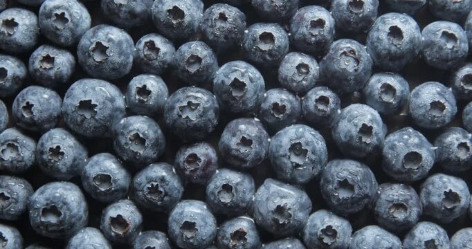 Blueberries with water drops close up studio shot over rotating