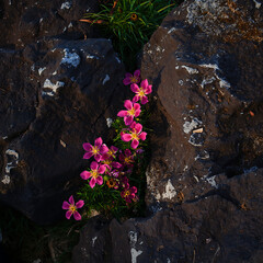 flowers on the stone