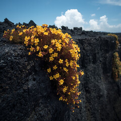 lava flow in hawaii