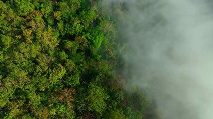 Drone aerial view of dense forest emerging through mist. Forests absorb carbon, conserve biodiversity, and balance climate for future generations. Southeast Asia, Thailand.
