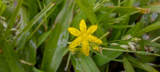 Yellow flower on a green grass in the rain, close-up