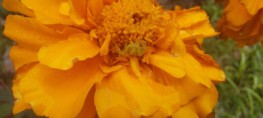Macro photograph of a spider (Misumena vatia ) on a marigold flower