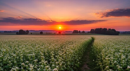 Blooming buckwheat field under a vibrant sunset sky, showcasing nature's serene beauty and