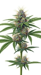 Botanical illustration of cannabis plant showcasing vibrant colors and distinct details