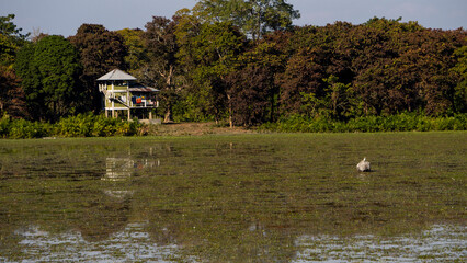 Composite shot of an one horned Rhino grazing in the wetlands of Kaziranga and a watch tower of the forest guard