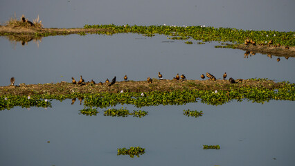Flock of Lesser Whistling Ducks or Dendrocygna javanica also known as Indian Whistling ducks and Egret at Kaziranga National Park wetland