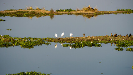 Obraz premium Flock of Lesser Whistling Ducks or Dendrocygna javanica also known as Indian Whistling ducks and Egret at Kaziranga National Park wetland