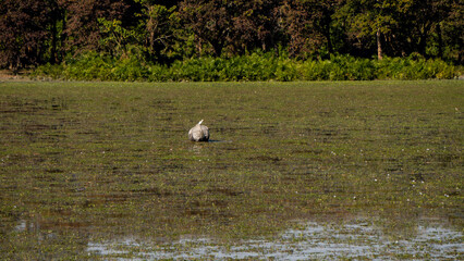 One horned Rhino grazing in the wetlands of Kaziranga with an Egret sitting on it's back