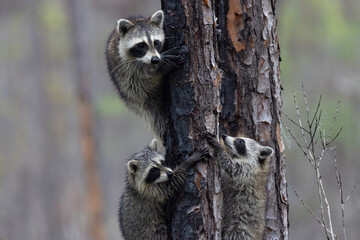 A closeup view of three raccoons climbing a pine tree in Corkscrew Regional Ecosystem Watershed, Flint Pen Strand, Florida © Hayley Rutger