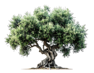 Majestic, weathered tree with gnarled trunk and verdant foliage