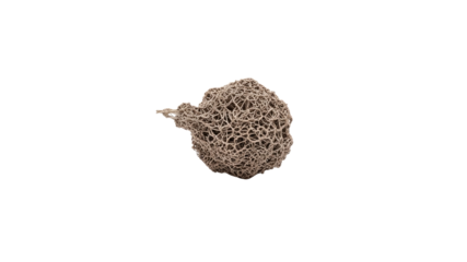 Sea sponge on Transparent Background